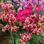 nickyflorist