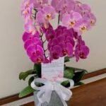 orchidhead id